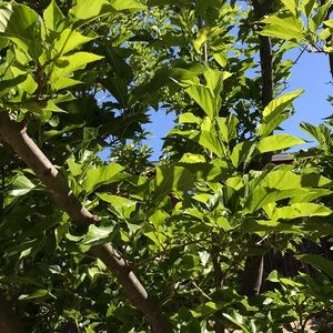 Meet your Posher, Polly